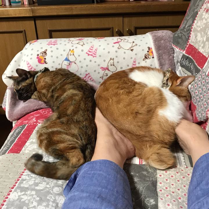 602c157a 120e 43d7 b70a f1e6e7738c66 1618742473461