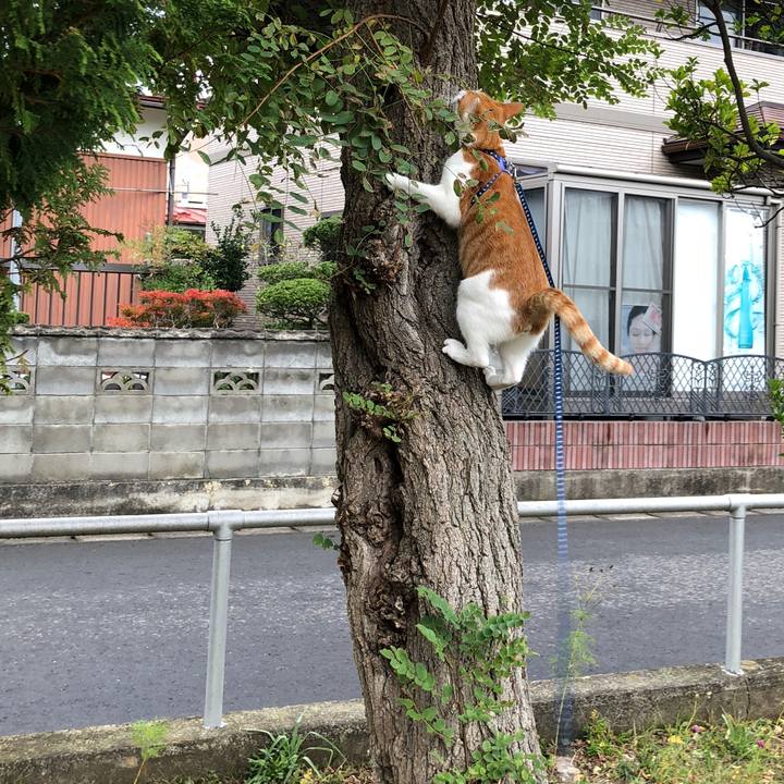 602e8fb8 1e2e 43c1 8c8c f2be5cf0b07a 1539751807022