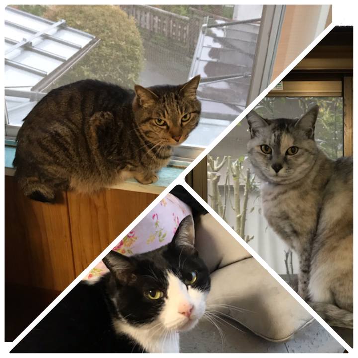 602f022c 58e3 4a1d ad2d 5d319bf88732 1587158742212