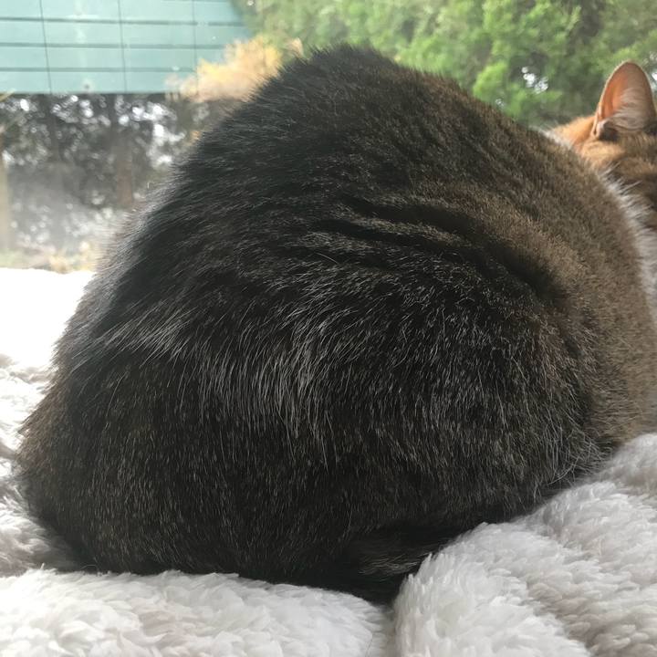 602f78a3 a6a8 401c 868b 657f2879a013 1517559007466