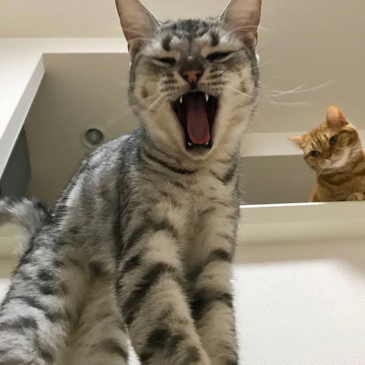 60334402 a0e8 40db b315 f59a467b87c6 1536573240960