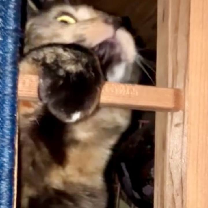 60348c1e cef4 4579 8630 2e9d60932bd0 1741465490355