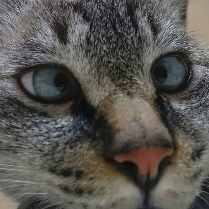 60375a47 608d 4d2e ab31 4a7a309d86ec 1510403163311