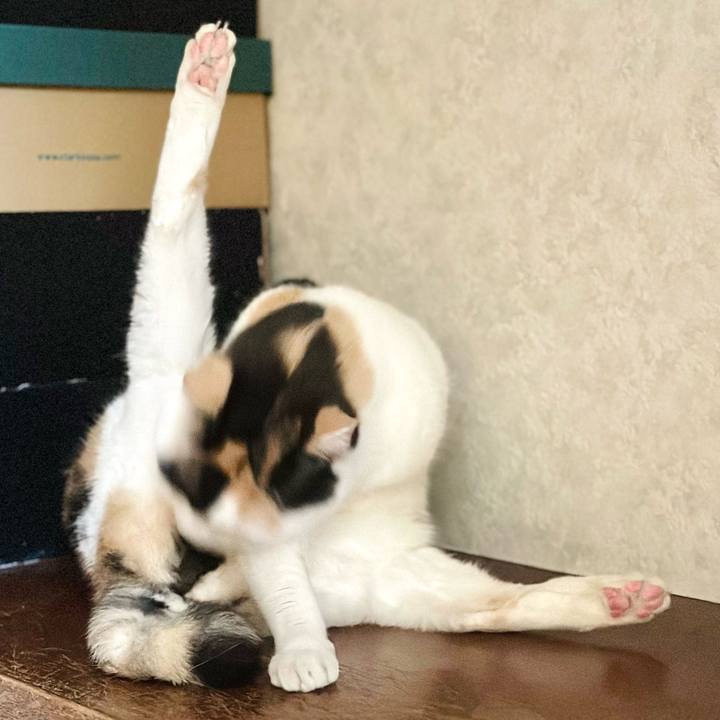 60376f6c b3b7 4a42 aeb7 b14e51ff16d8 1703726489354