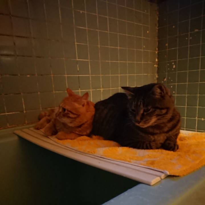 6038a694 e73d 4e0f ace6 58af78c30eb6 1655980758583