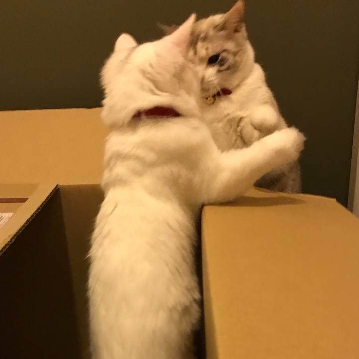 6038bf42 2567 46a0 8e8b 37b2613b5228 1512473604503