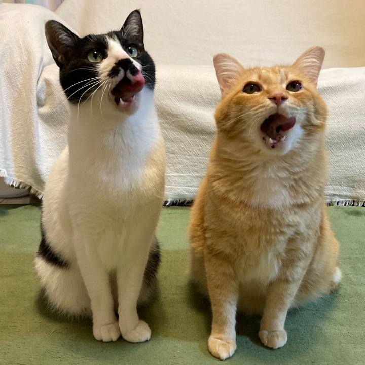 60392a08 ecbf 4da7 91d0 0937dc5f9d1c 1771675206699