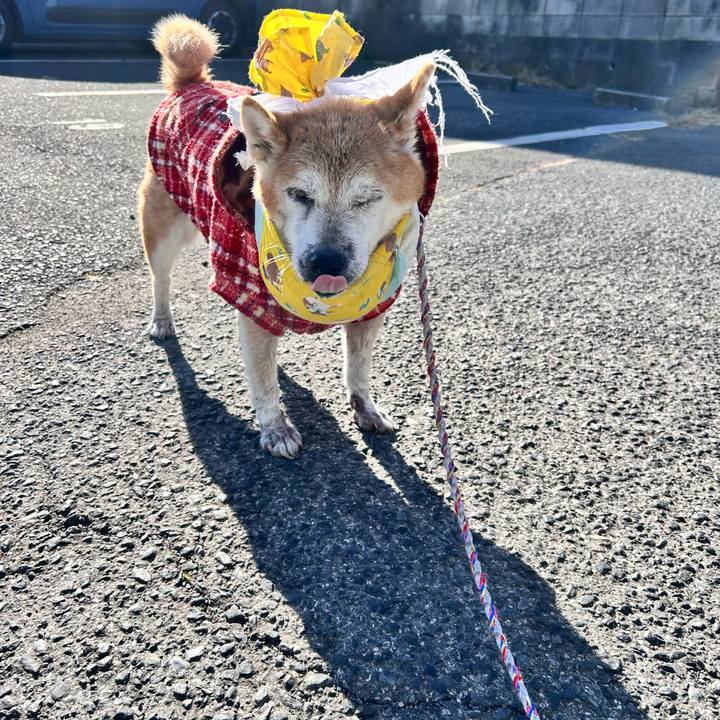 603a8cee c381 4bc1 a736 20f6c7b5dcfc 1765506584950