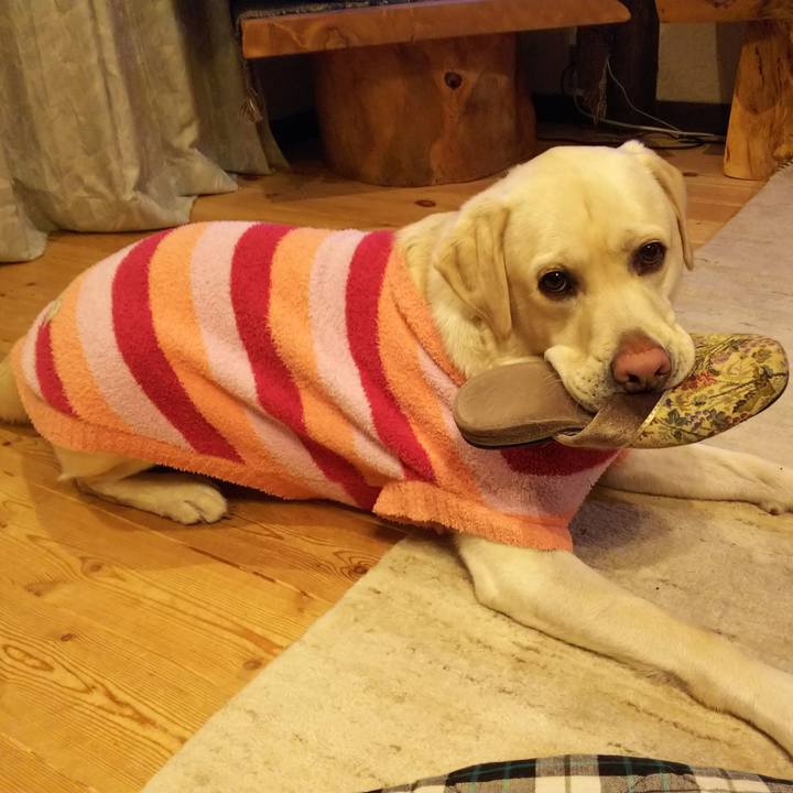 603b971c 4483 4857 a181 a38f6200e9d3 1545996751796