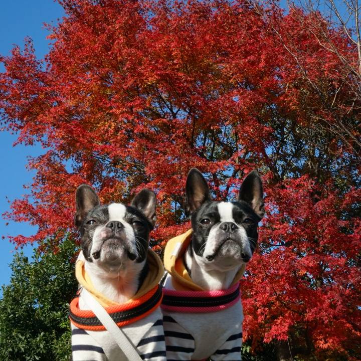 603d4457 8329 4efc 85f2 6291daf64515 1511426612945