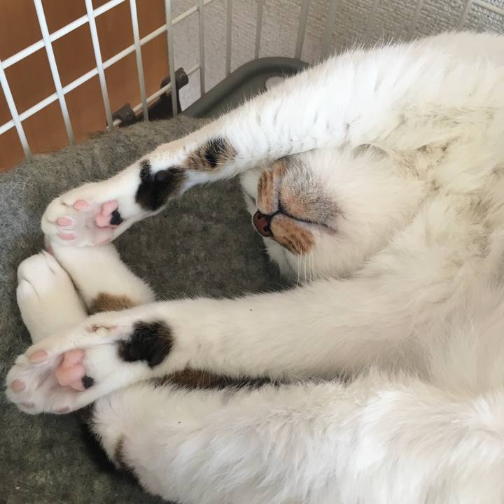 603db760 7161 4c5c b323 372ef0b823a0 1543141312049