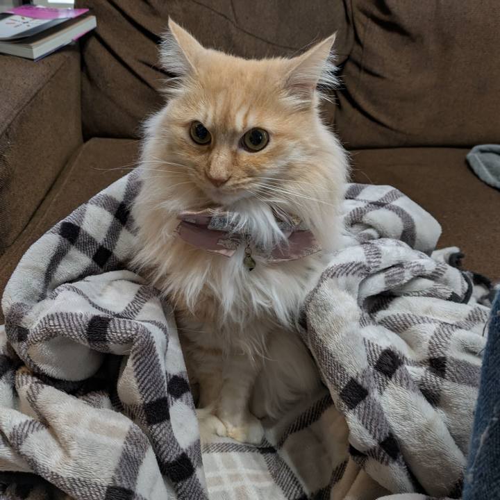 603ec103 38f7 4418 ba48 54ef13490ce0 1742342252837