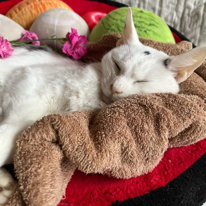 603ed4cc 3773 4d8a b9ea 46f64f2cf73a 1657741961677