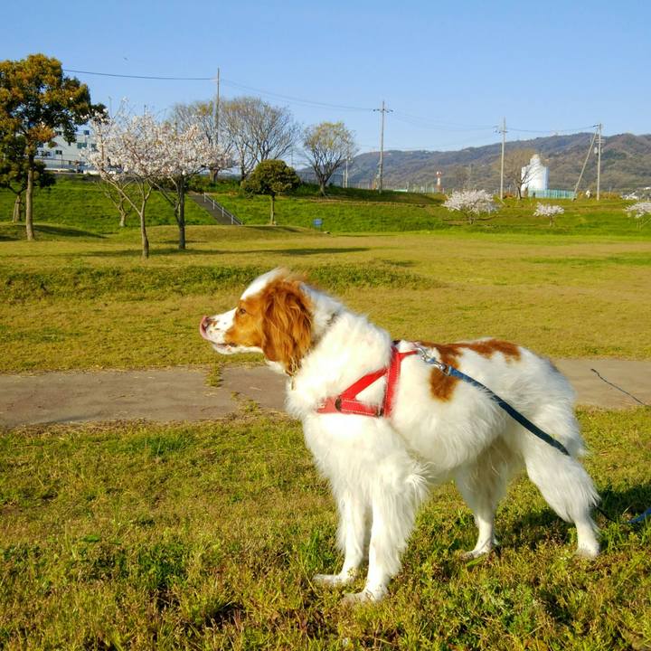 603fc266 44a9 4480 a695 6503c3ea1fea 1554801199213