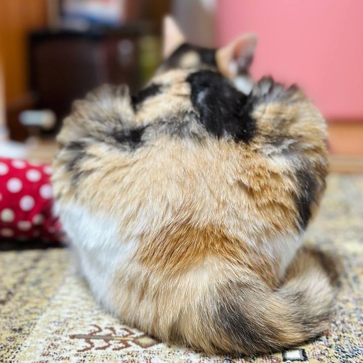 6040e23a e06f 4d72 8888 bcd49703f6c5 1691366835350