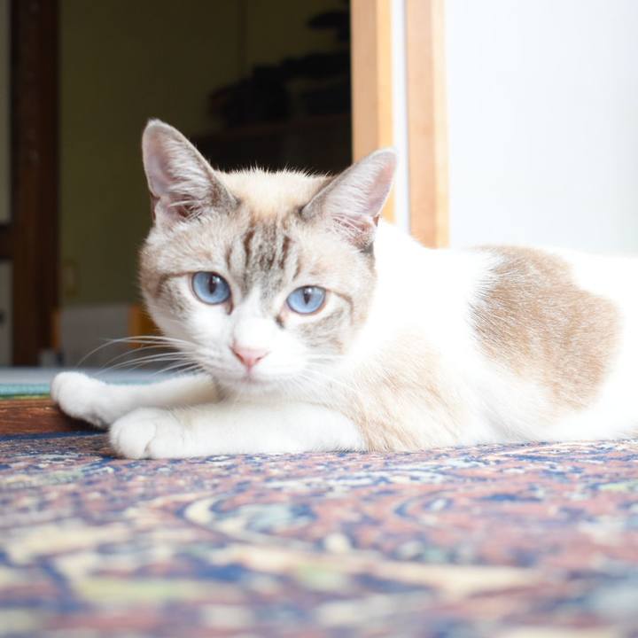 604630ec 4aae 4a07 a093 40fdd4184e7a 1535076277169