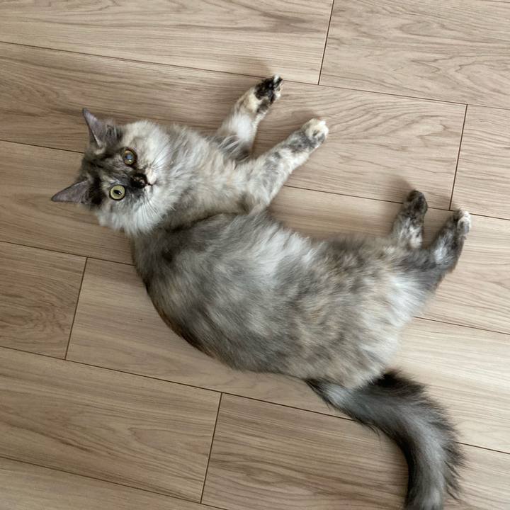 604b2c0b 1251 442d a187 136be791ffff 1746792610939