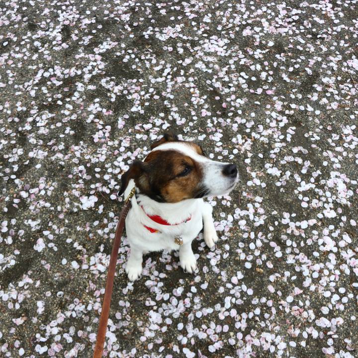 604b5ee6 d439 44d3 9471 e70fecfdd4b6 1554980388211