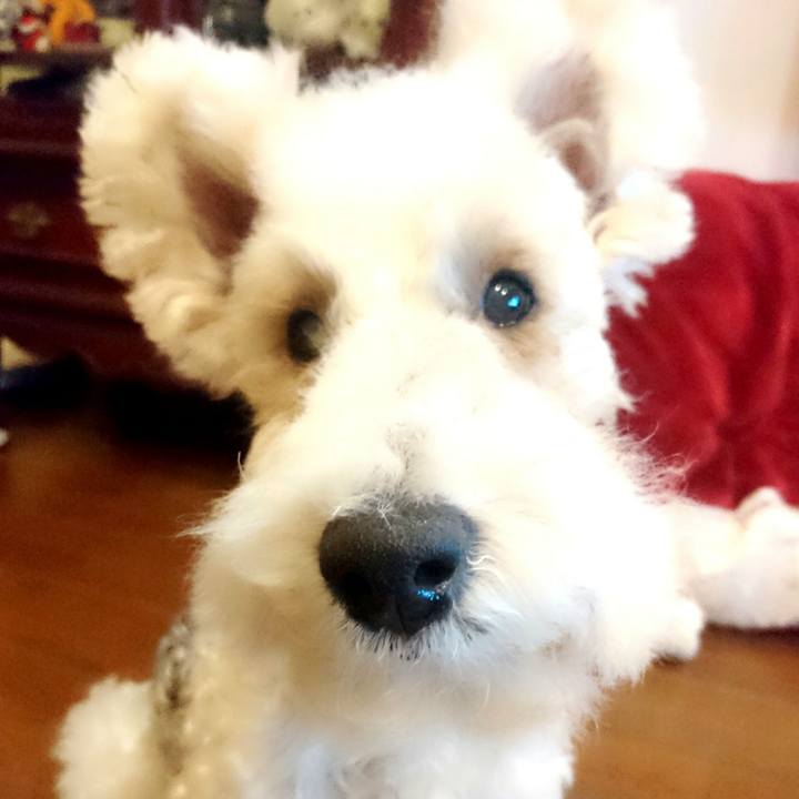 604c2ebc ff30 425f a2fe 68f8cd1d165a 1512987326856