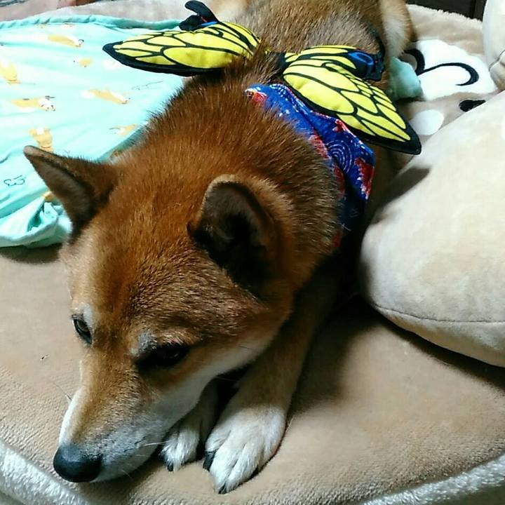 604c75e2 5548 4119 8bef 02a05f916548 1535210303746