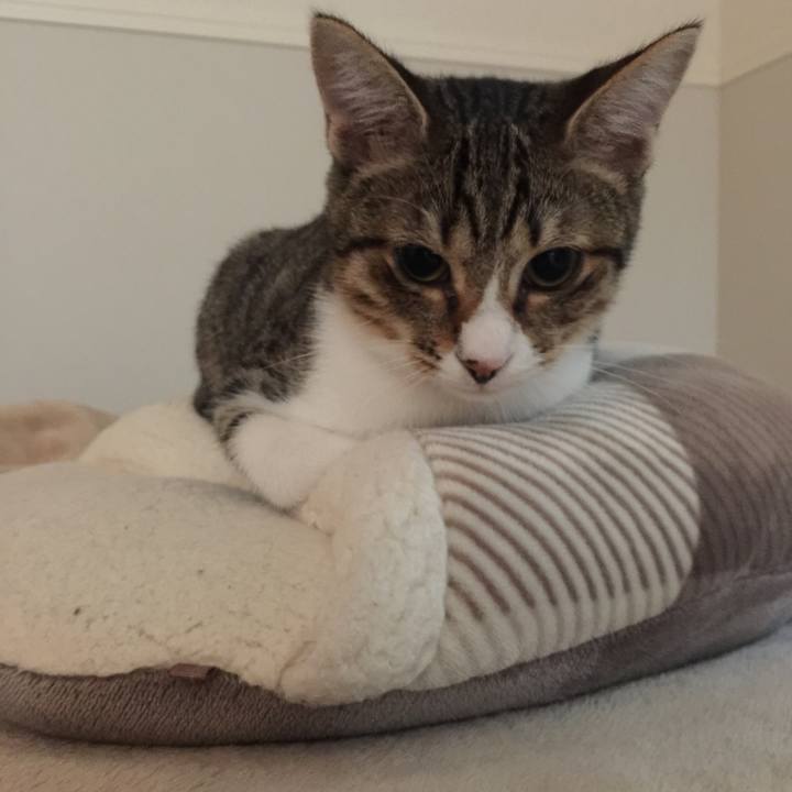 604d7e1b c7b9 46de 89a8 45d5f55bc336 1539957542104