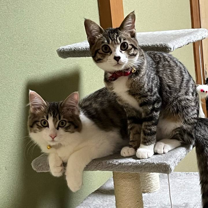 604e9e59 82f1 46c5 ab1f 9932e9d68cf8 1694416821149