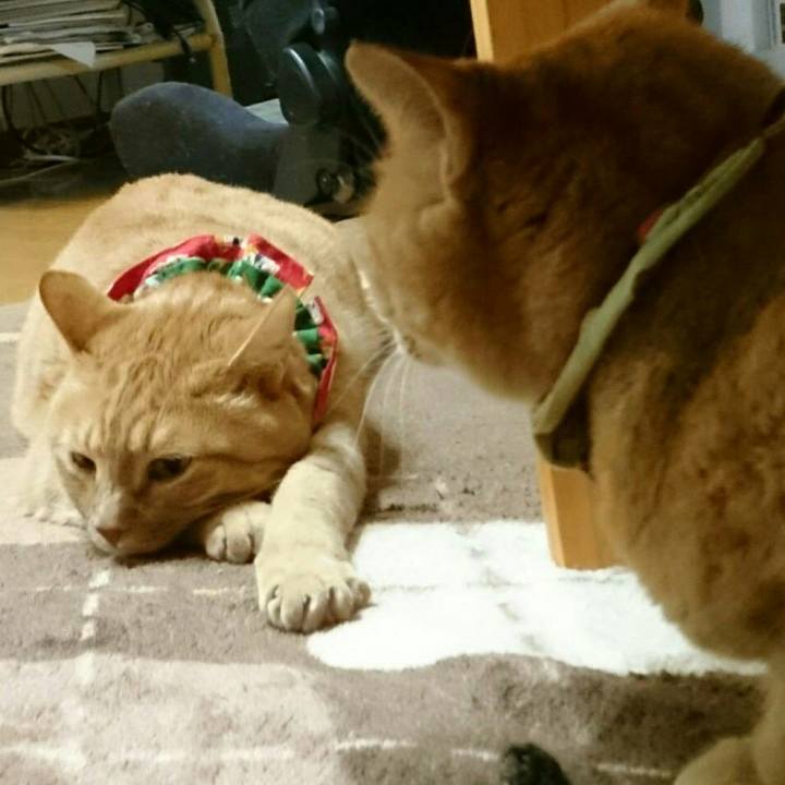 604ecb86 3847 4410 8e72 d693358b0447 1515070060999