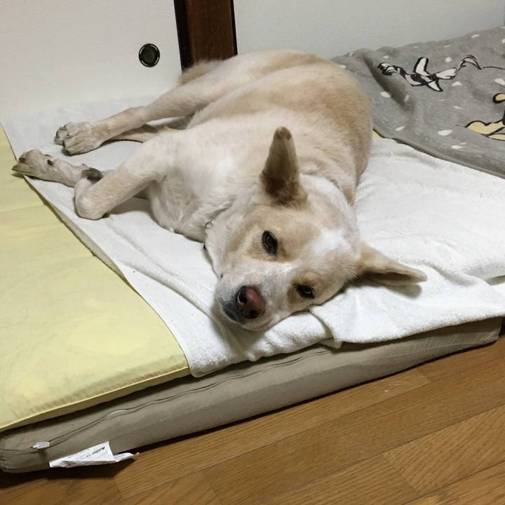 604f0615 76bf 4bb8 a047 36f96fd82c40 1542458129201