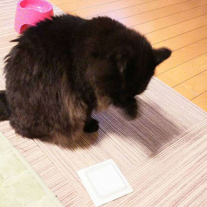 6052b444 2a01 4db0 b1aa ab22f252dcbd 1509371771445