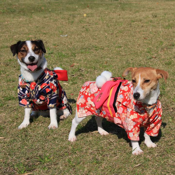 6052c9d4 88c7 460e a816 1492030a3964 1541204346191