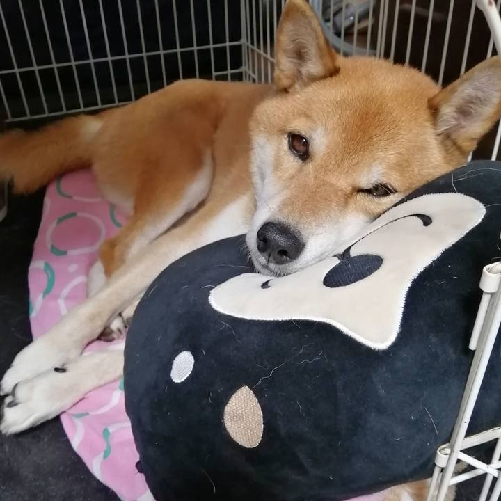 6053823c 0395 48cc b67a 67290c183535 1605837229476