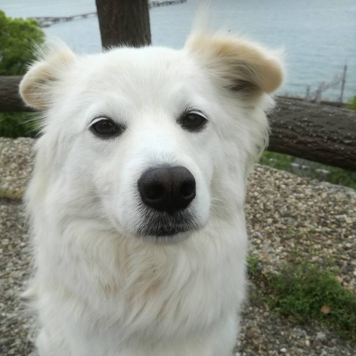 6054afec 4c05 4a6a a91f 91eb083bde6d 1524472984546