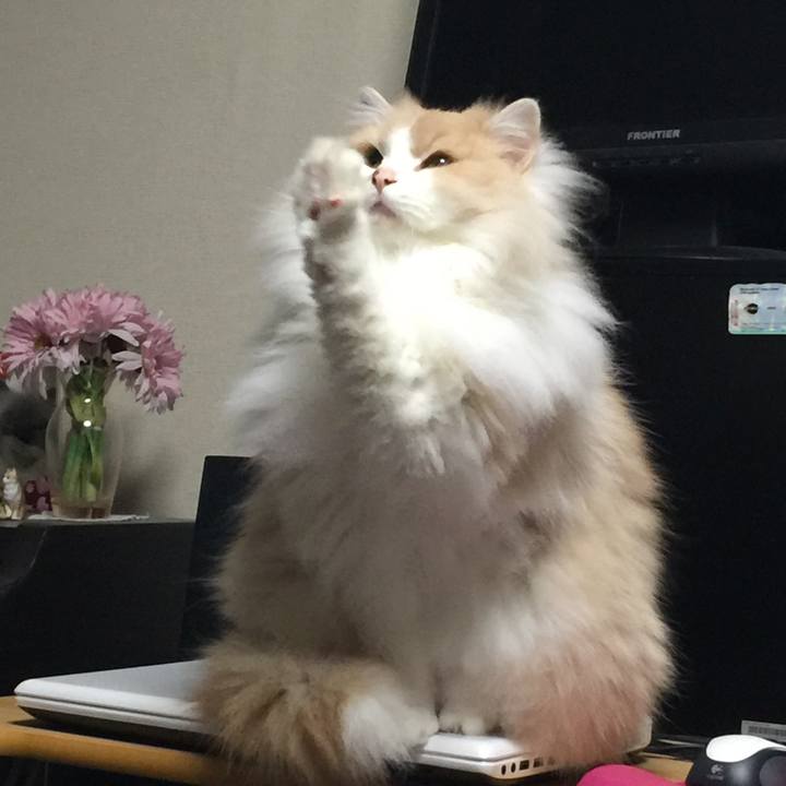 60551853 95ba 4804 9307 4f7b0d59330a 1525527620476