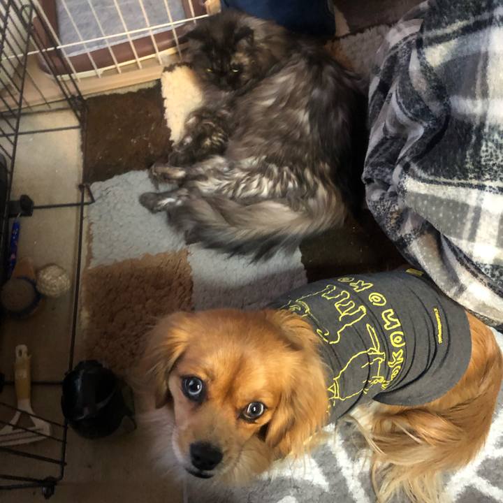 6056080e 6a06 4ade 9fe8 8576d3722a8b 1545860088975