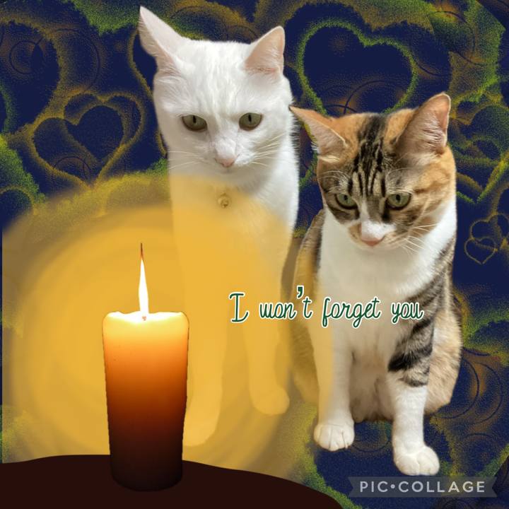 605d12d2 21a5 447b 830f 53ab52ccf6ab 1727310786824