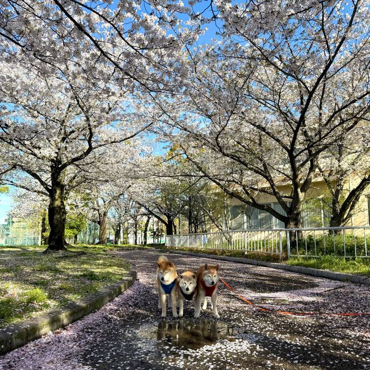 6061d82f 6e00 4647 99e1 17c86980a00b 1775134627114