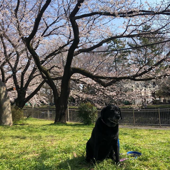 6063b7bf 8699 44e7 becf 2830eb611233 1585221956391