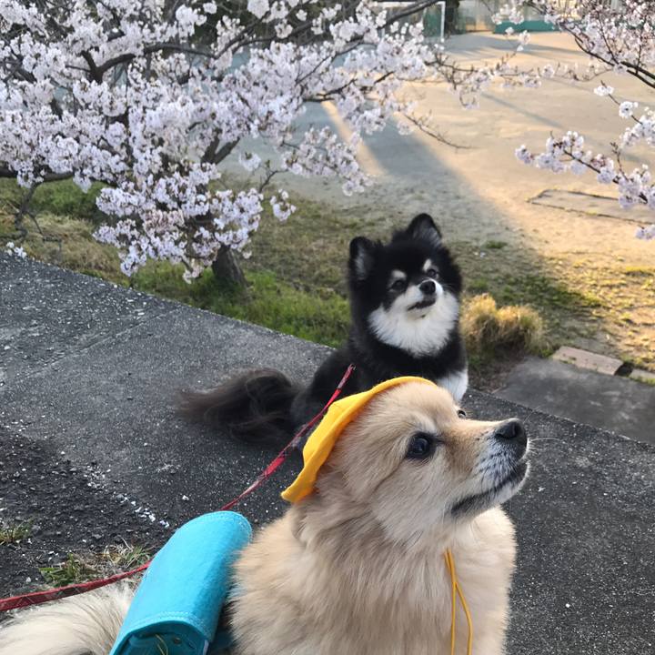 606753bf 0e87 41fc 96e6 2aa0f3fd7446 1586573251540