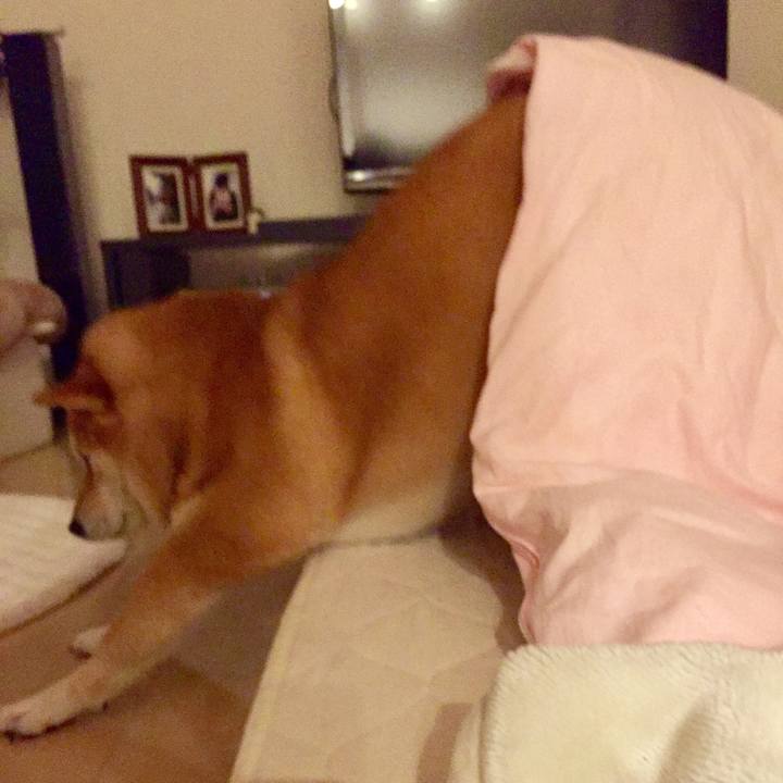 6068663a f9da 4d9b 9c55 47307e7dbe2d 1518127693561