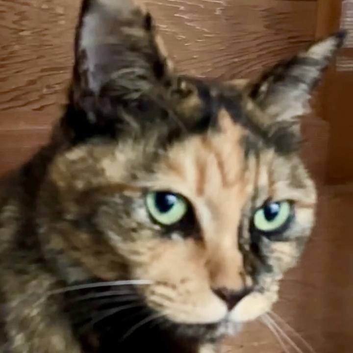 606a404c 372f 403f aec3 41a88b575d82 1732763213028