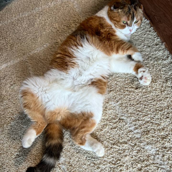 606e2f8f 944f 4312 b797 c73faa1b12f7 1721888771638