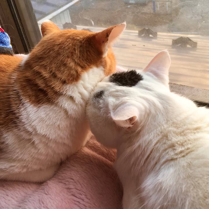 60705973 7d4b 453e a3d6 707dd37a54b6 1575860332495