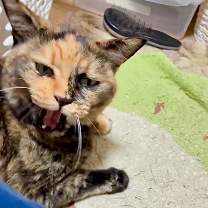 6074554f 355b 47a3 998b 787b75906529 1759697736884