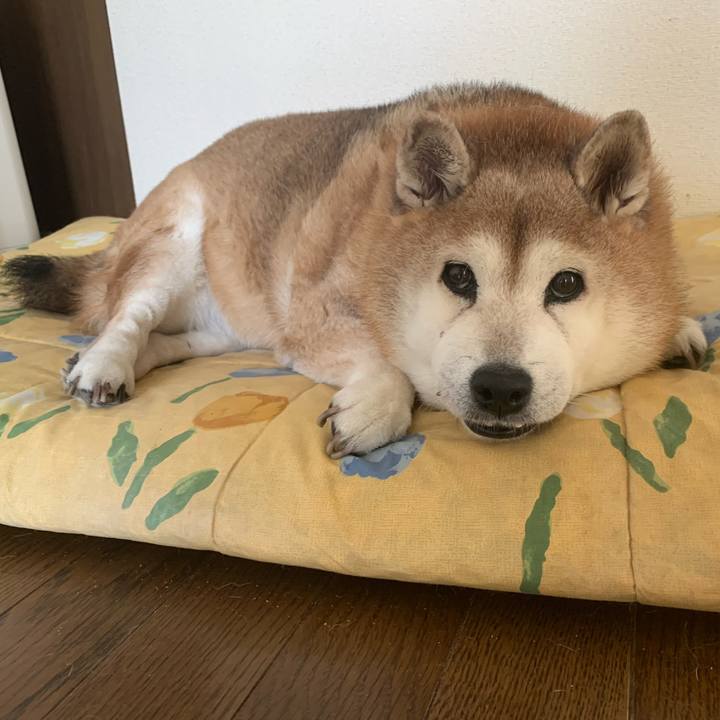 60746a29 65e6 4a40 b3c9 7a1626054a0b 1627453526690