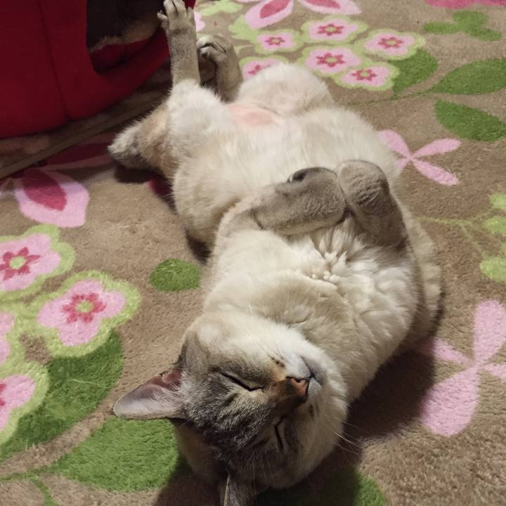 60788f46 6619 4ecf 85b4 c25cb23a130f 1518610143924