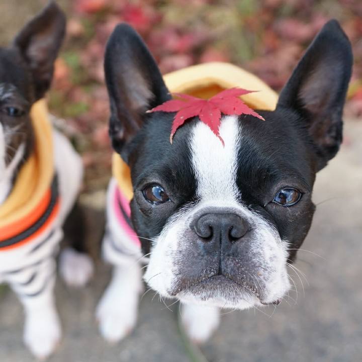 607b6fea 25e3 433f b4b4 a546ff6f20c4 1511426685879