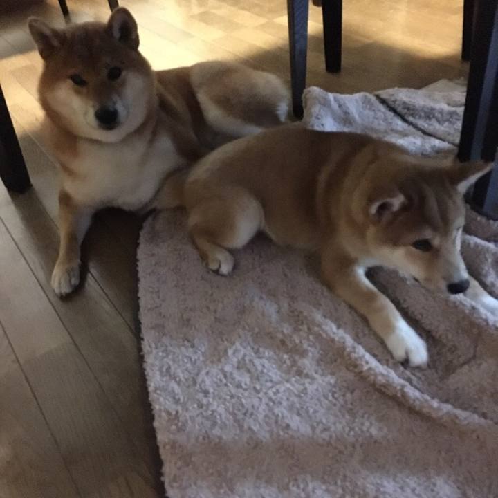 6080064f 368a 41c4 bd45 d74fd38300ea 1508767700257