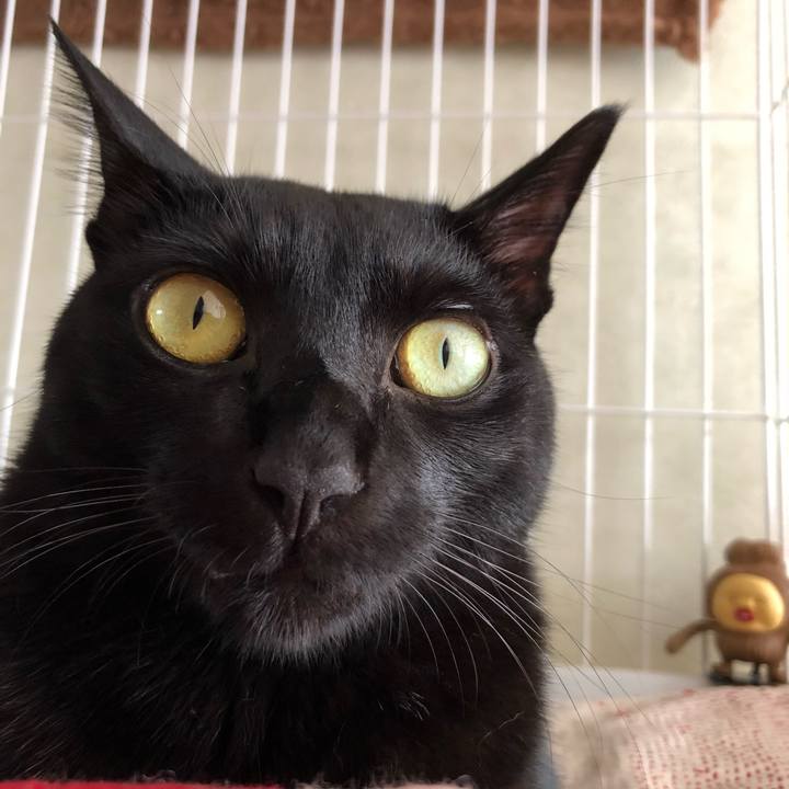 608014f3 ced6 4b61 ad1c 0290004a3858 1541819954684