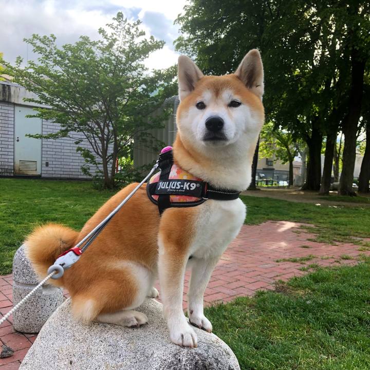 6081ca54 51f0 4305 be87 0ede269974e5 1590580302604