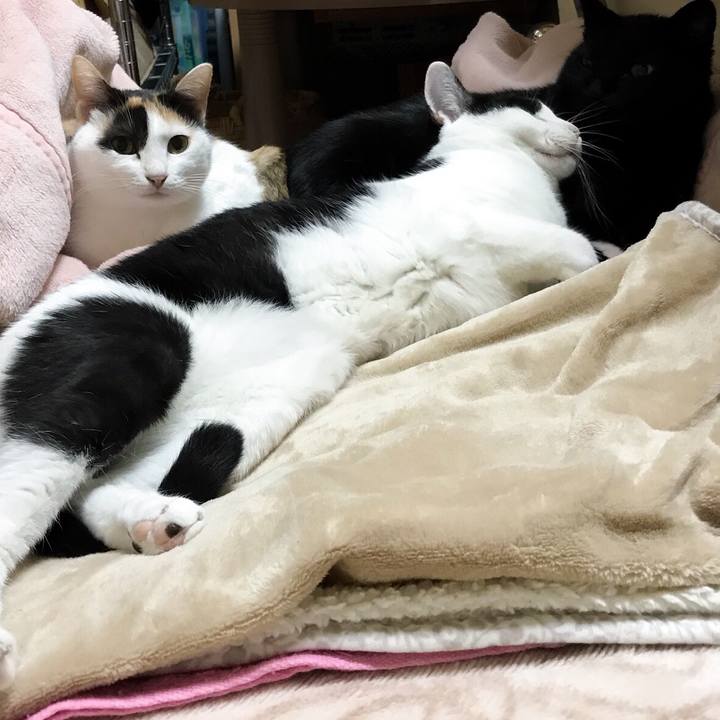 60860730 0f41 43d9 ab25 2f3e71ca5db4 1511005474677